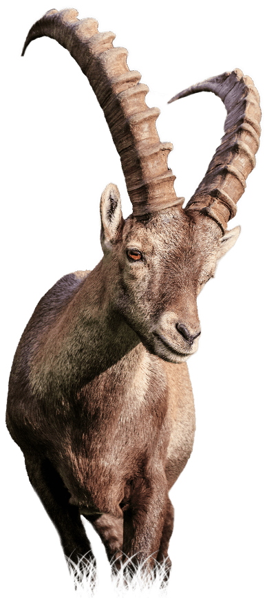 Ziegenbock